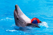 Dolphin playing with ball in blue water