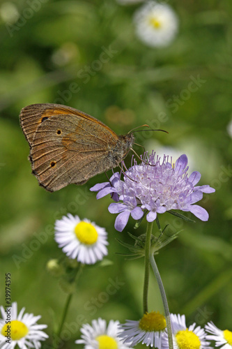 Foto: Maniola jurtina, Ochsenauge, Kuhauge - Meadow Brown butterfly Maniola jurtina, Ochsenauge, Kuhauge - Meadow Brown butterfly