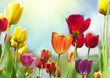 Photo en ligne au meilleur prix Spring Beauties, colorful tulips
