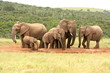 Family of African elephants, South Africa