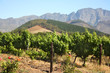 Foto: Grape vines in Montague, Route 62, South Africa. Grape vines in Montague, Route 62, South Africa.