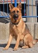 berger allemand