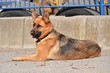 berger allemand