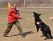dressage du chien