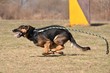 berger allemand