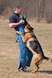 dog training
