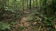 steadicam point of view walking in jungle path