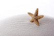starfish on white bright sand