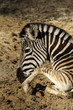 liegendes grantzebra