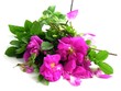 aromatish pink flowers of rose