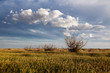Spring in the steppes Spring in the steppes