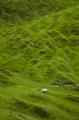 Photo: Sheep grazing green grass Sheep grazing green grass
