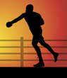boxer