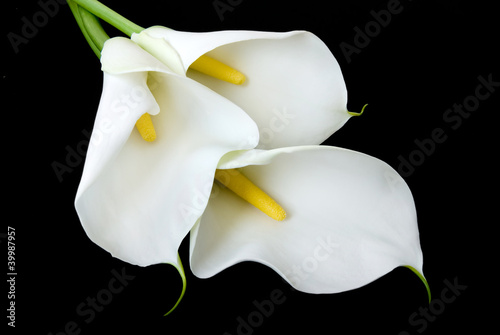 Photo: three white Calla lilies on a black background three white Calla lilies on a black background