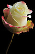 yellow rose