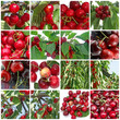 cerise