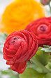 Photo: Colorful ranunculus Colorful ranunculus