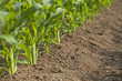 Corn Field