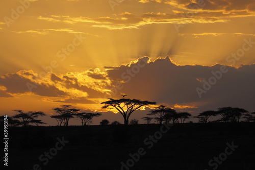 Photo: Sunset in Africa with bird perching in Sunset in Africa with bird perching in