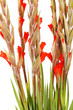 gladiolus on the white gladiolus on the white