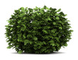 japanese aralia bush isolated on white background