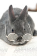 Foto: Kaninchen mit Brille Kaninchen mit Brille