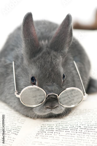Foto: Kaninchen mit Brille Kaninchen mit Brille