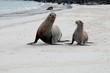 Galapagos-Seelöwe