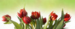 rote Tulpen- illustriert