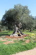 ulivo