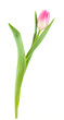 One tulip.