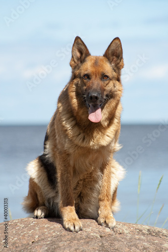 Foto: German shepherd German shepherd