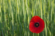 Red poppy