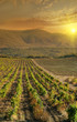 vineyard