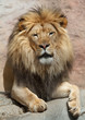 lion male