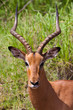 Male impala antelope
