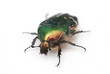 Green bug