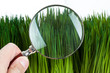 magnifying glass and green grass