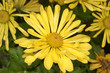 yellow chrysanthemum closeup