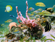 Caribbean sea life