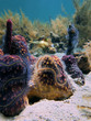 Sea sponges and sharp-nose pufferfish