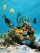 Water surface and marine life