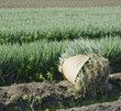 Photo: green onion field green onion field