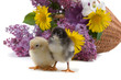 Chickens and bouquet of flowers Chickens and bouquet of flowers
