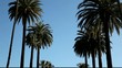 Video: palm trees, Los Angeles, California palm trees, Los Angeles, California