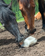 Horse licking salt