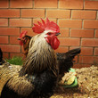 common cock