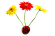Three gerbera in the vase