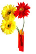 Three gerbera in the vase