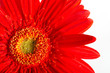 Red beautiful gerbera flower